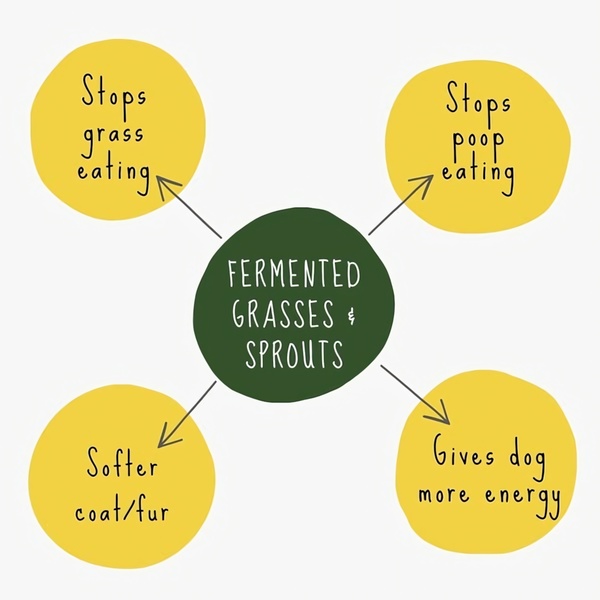 A clean, graphical ad that uses a central hub and four branches to clearly map out the multiple health benefits of the pet supplement.